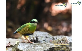 The best Bar-bellied Pitta (Hydrornis elliotii in southern of vietnam