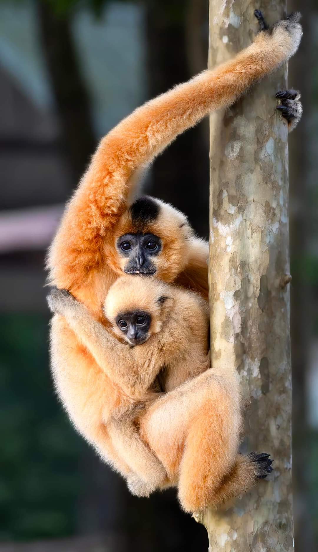 Intimate Groups (Max. 06 People) – Wild gibbon experience Ideal for Wildlife Enthusiasts & Nature Lovers Explore Vietnam’s Most Biodiverse National Park
