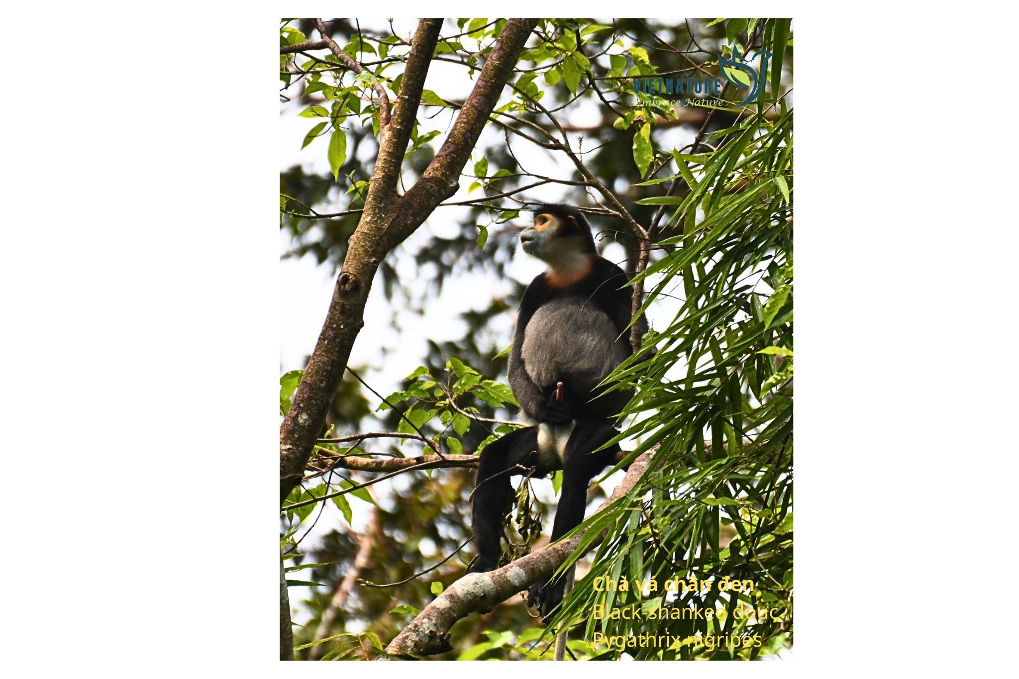 Black-shanked douc langur Pygathrix nigripes