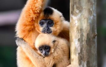 Golden Cheeked Gibbon