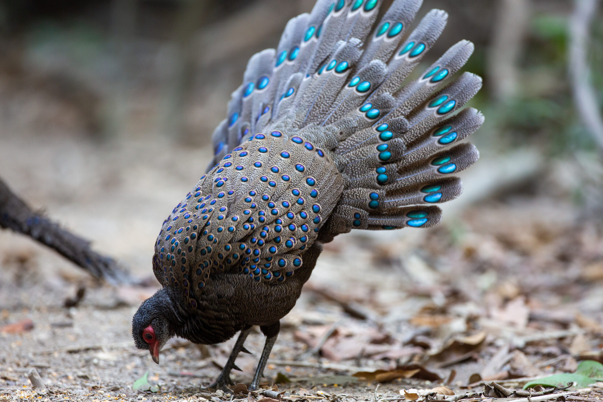 Germain’s Peacock Pheasant - vietnature