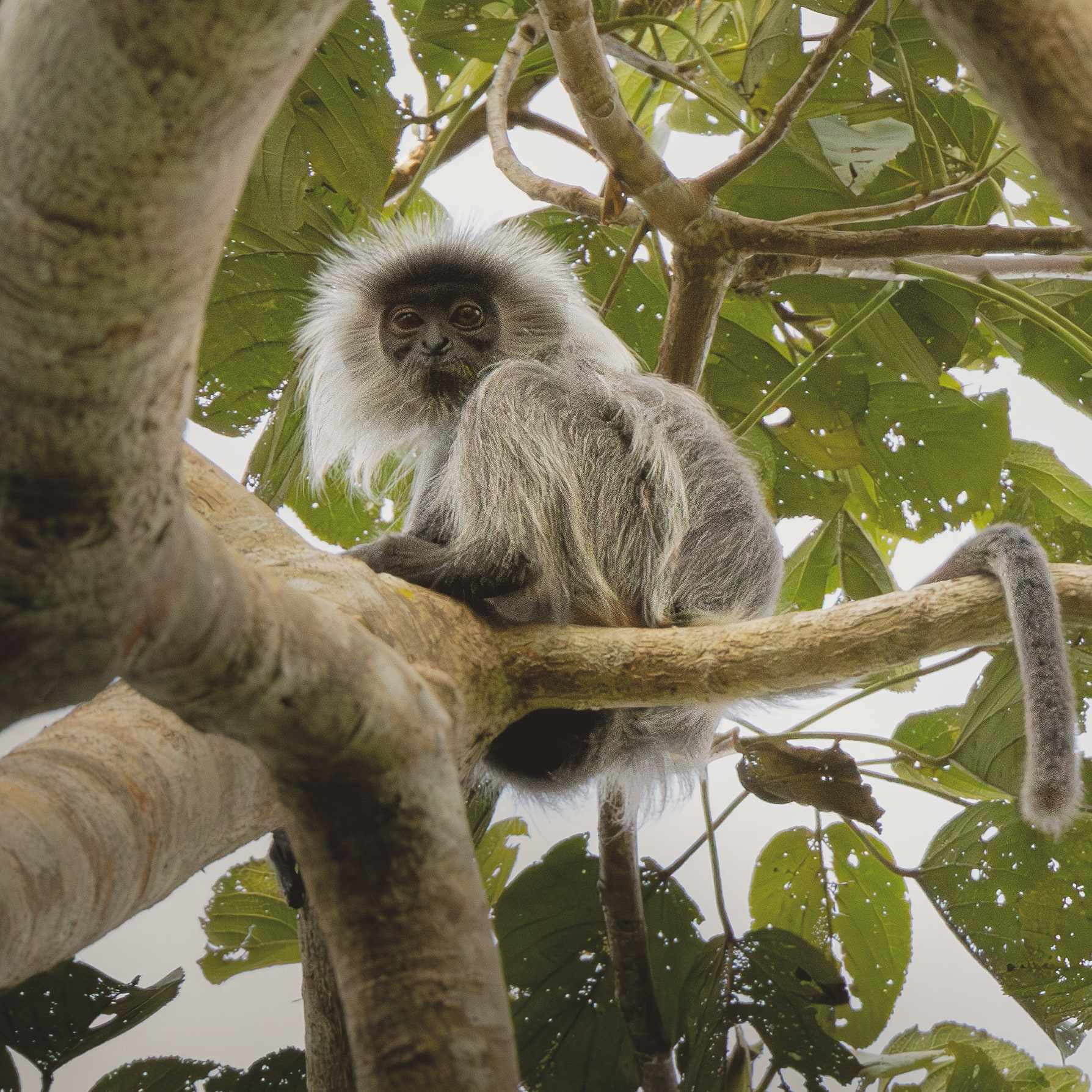 silvered langur