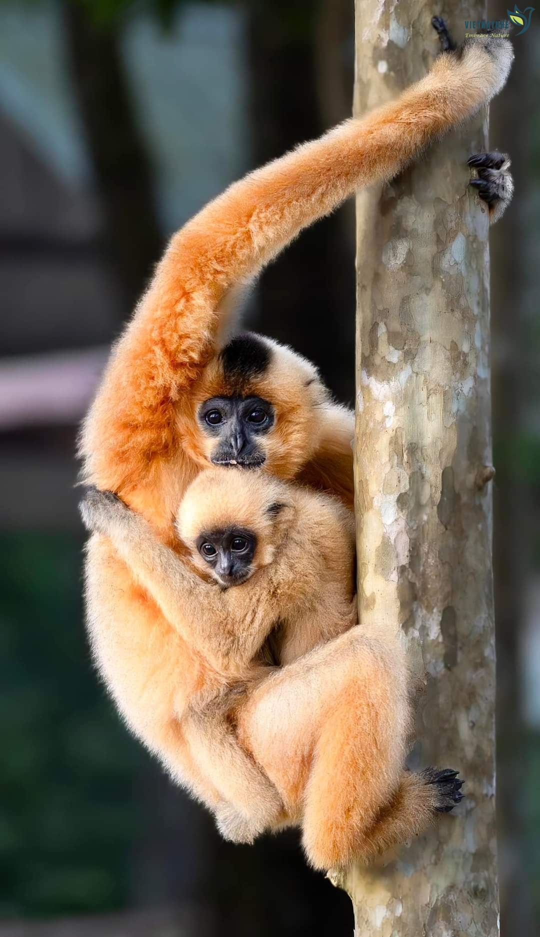 WILD GIBBON & CROCODILE TOUR IN CAT TIEN NATION PARK (02 days, 01 night)