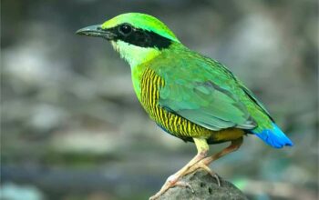 Bar-bellied Pitta