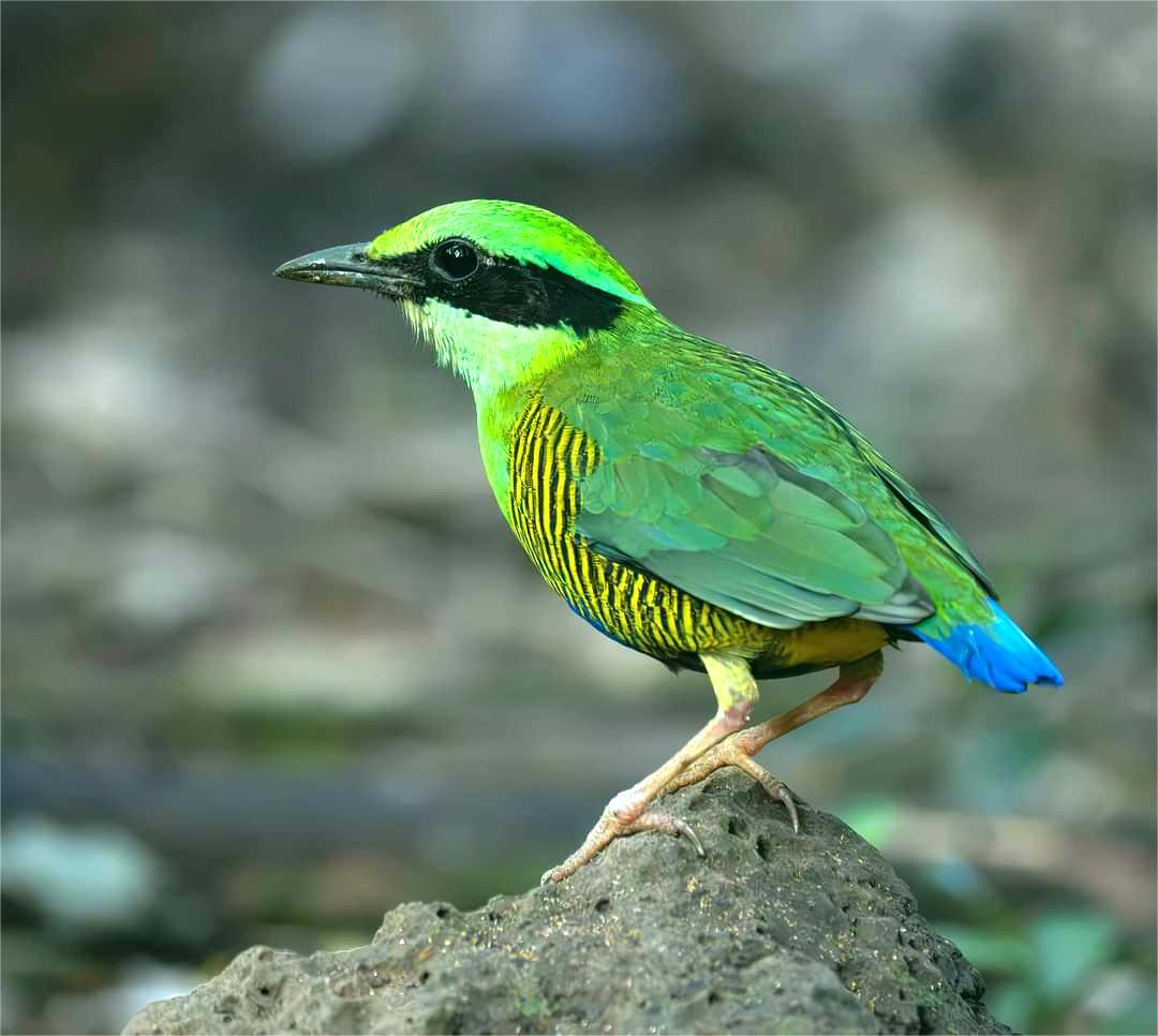 Bar-bellied Pitta