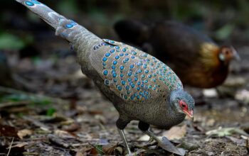 Germain’s Peacock-Pheasant