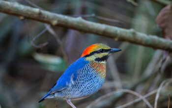 Blue Pitta (Hydrornis cyaneus)