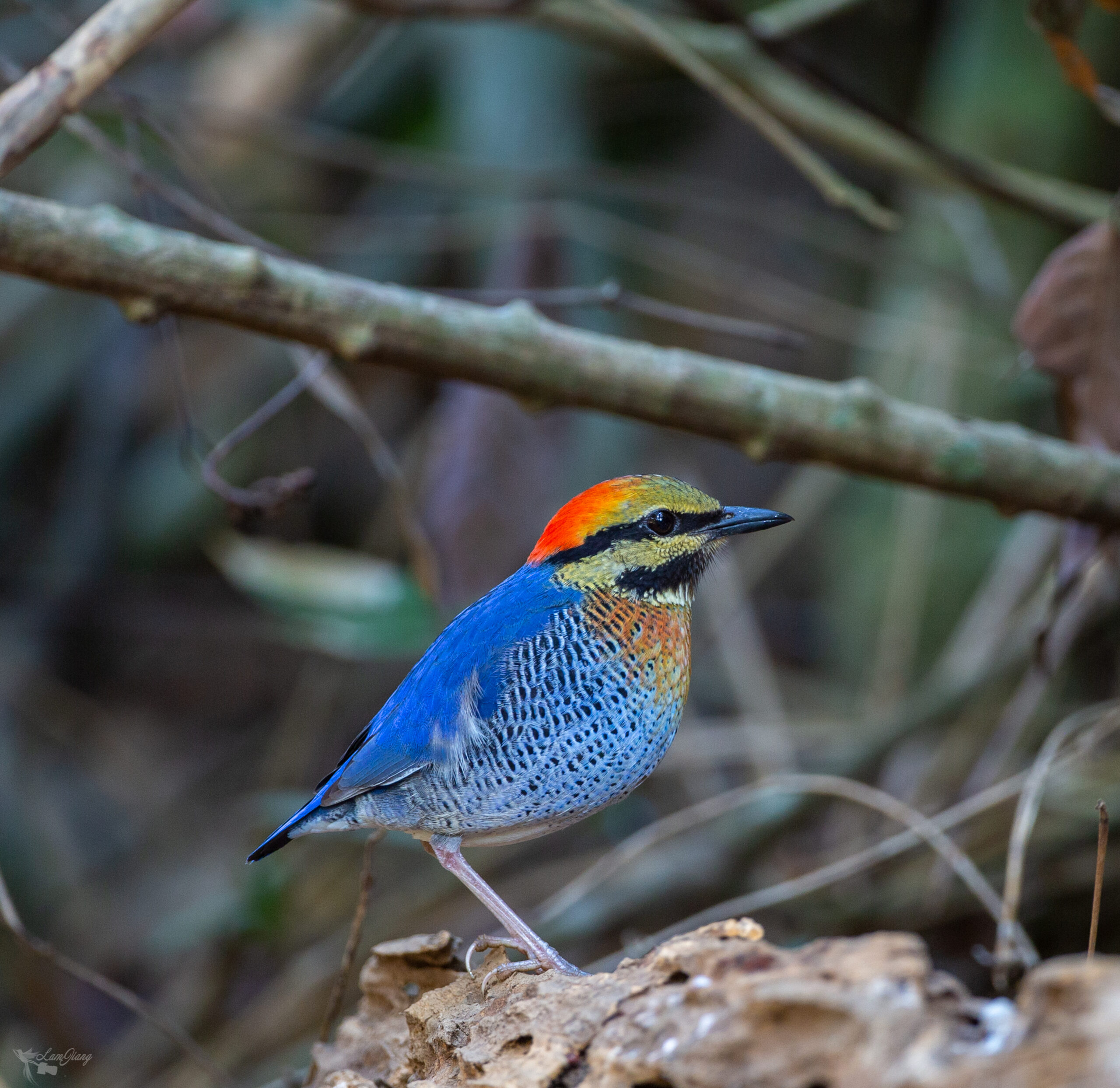 Blue Pitta (Hydrornis cyaneus)